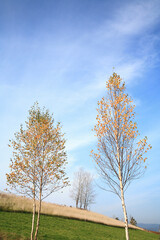 Obraz premium 丘の風景