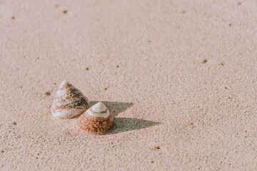 The exoskeletons of snails and clams, or their shells in common parlance, differ from the endoskeletons of turtles in several ways. 