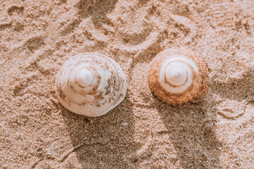 The exoskeletons of snails and clams, or their shells in common parlance, differ from the endoskeletons of turtles in several ways. 