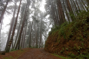 Las deszczowy w Valle de Cocora, Kolumbia © Miroslaw