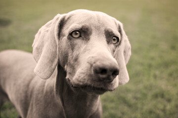 Portrait of a weimaraner dog on the grass. Sepia tone photography.
