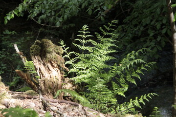 Farn in Lichtspiel der Sonne