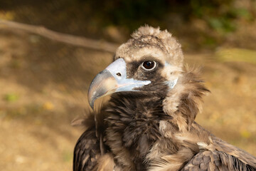 Beautiful eagle looking around. Wildlife scene.