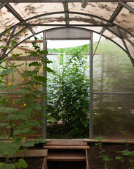 Greenhouse with green plants. Country life. 
