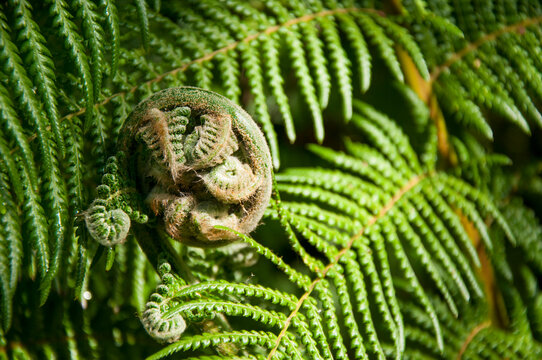 Swirl of fern
