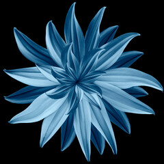 Blue flower lotus on black isolated background with clipping path.  Closeup.  no shadows. For...