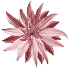 red  flower lotus on white isolated background with clipping path.  Closeup.  no shadows. For design.  Nature.