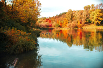 Wild lake autumn landscape. Reflection of the forest in the water. Red, yellow, green forest. Focus on the lake