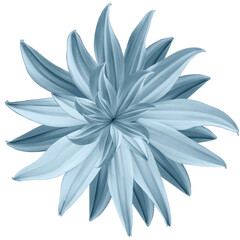 light blue   flower lotus on white  isolated background with clipping path.  Closeup.  no shadows. For design.  Nature.