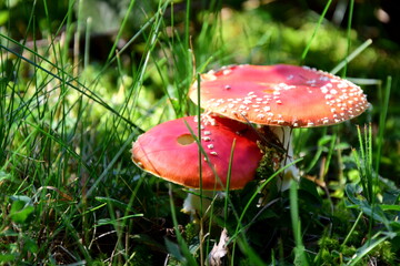 Giftiger Fliegenpilz auf einer Waldlichtung im Herbst