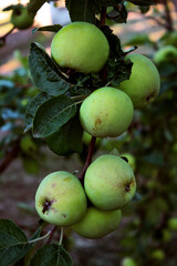 Apples grow on a tree branch. Organic food. Vitamins.