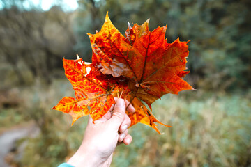 Collection of autumn colored leaves in hand. Intense red-yellow maple leaves. On the herbarium