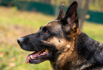 Loyal friend - German Shepherd close up, portrait