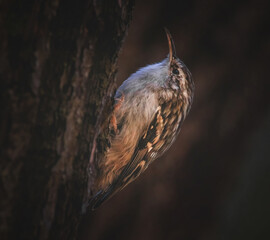 Fototapeta premium Baumläufer in der Dämmerung