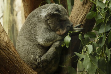 Koala bei seiner Lieblingsbeschäftigung