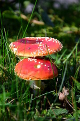 Giftiger roter Fliegenpilz mit weißen Punkten im grünen Gras einer Waldlichtung - Gefährlicher Giftpilz