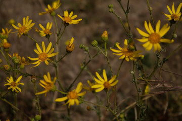 yellow flowers in the forest
