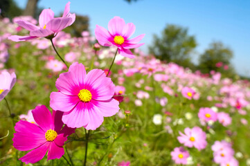 コスモス