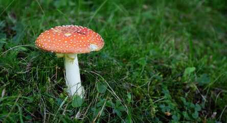 Giftiger Fliegenpilz auf einer Waldlichtung im Herbst