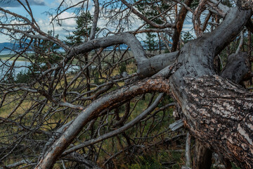 Dry dead bare tree with twisting branches after fire, felled, lies in green grass. Textured rough bark. Baikal nature. Blue sky
