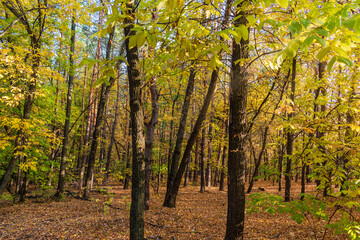 Fallen leaves in the autumn forest