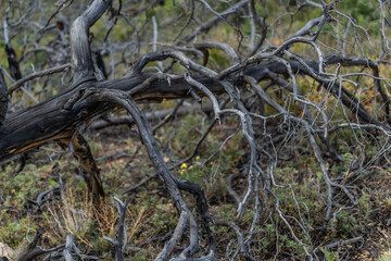 Dry dead tree with twisting branches after fire, felled, lies in green grass. Textured rough bark. Baikal nature.