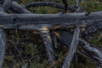 Dry dead gray tree trunks with branches after fire, felled, lies in green grass. Baikal nature.