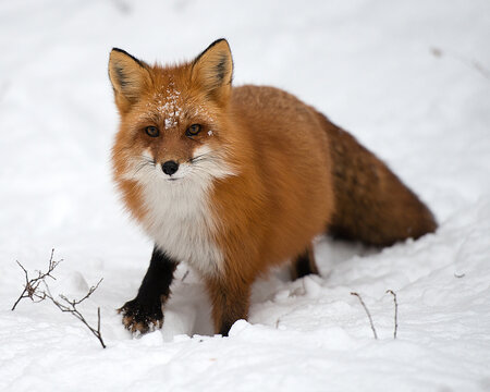 Red Fox Stock Photos. Red Fox in the snow with face covered with snow displaying fox fur,fox tail, in its environment and habitat during the winter season.
