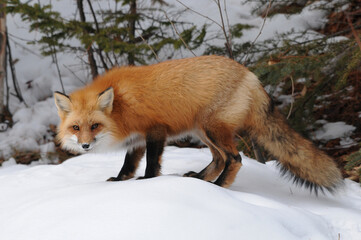 Obraz premium Red Fox Stock Photo. Red Fox in the forest in the winter season in its habitat and environment displaying fox tail, fox fur with a forest and snow background. Fox Image. Fox Picture. 