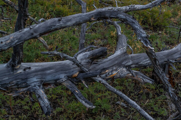 Dry dead gray bare trees with branches after fire, felled, lies in green grass. Baikal nature.