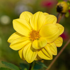 Dahlia flower, yellow, in the garden in the flowerbed.