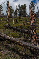 Red broken burnt pine tree trunks in black soot stand with fallen trees after fire on the slope of mountain. Blue sky with white clouds. Baikal