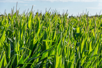 7571  Landschaft am Niederrhein