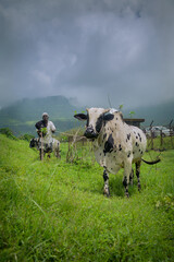 a foggy mountain and farming roaming to feed grass for cow