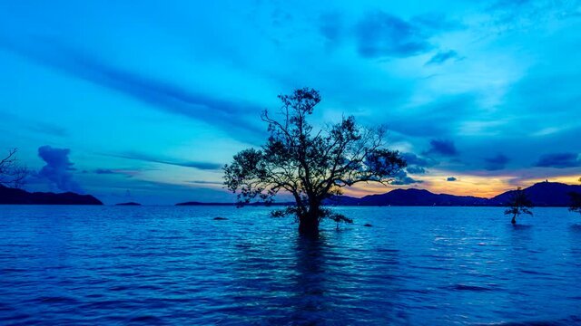 4K Time lapse, Silhouette dead tree in the sea Beautiful nature light in the sunset