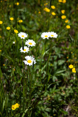 Daisy flowers in field