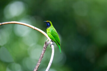 Golden - fronted Leafbird