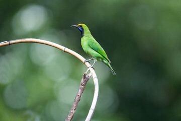 Golden - fronted Leafbird