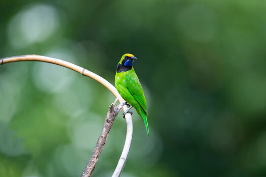 Green - fronted Leafbird