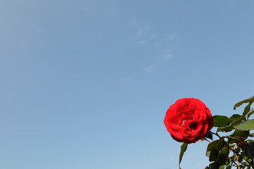 花と空