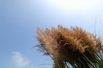 花と空