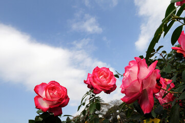 花と空