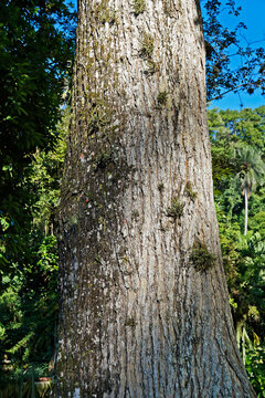 Brazilian Mahogany tree or Broad-leaved Mahogany tree (Swietenia macrophylla)