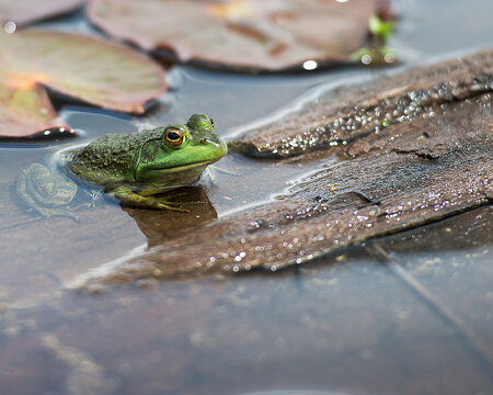 Frog Stock Photos. Frog close-up sitting on a log in the water displaying green body, head, legs, eyes  in its environment and habitat with water lily pads. Image. Portrait. Photo. Picture.