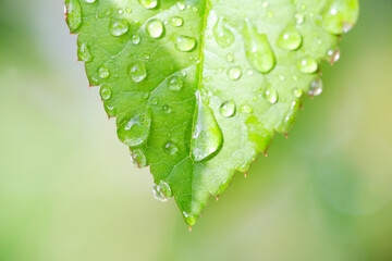 Fototapeta premium バラの葉