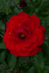 red rose in the garden
