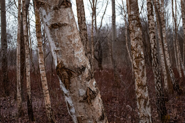 macro tree / forest