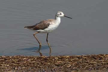 Chevalier stagnatile,.Tringa stagnatilis, Marsh Sandpiper