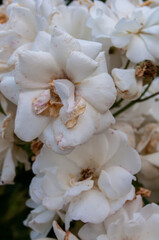 white flowers in the garden