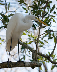Great White Egret  Stock Photo. Perched displaying white feather plumage, body, head, beak, eye, black legs with a blur background in its environment and habitat. Image. Picture. Portrait.